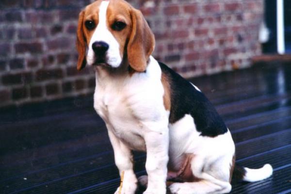 Beagle