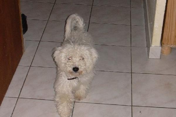 Bichon frisé