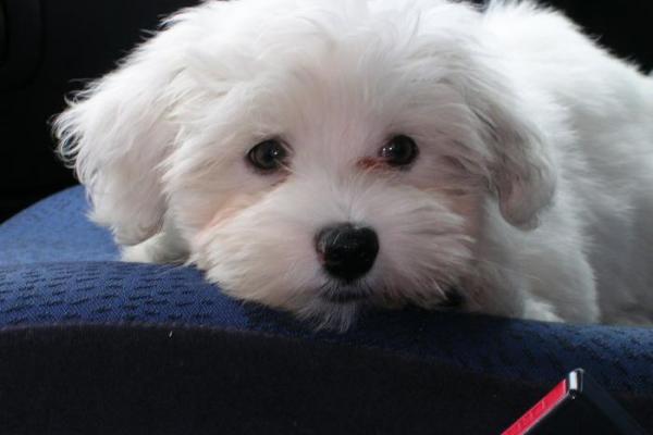Bichon maltais