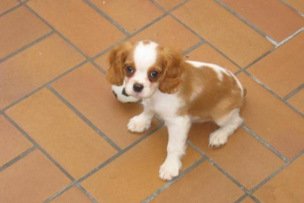 Cavalier king charles