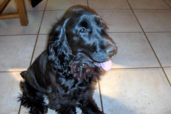 Cocker anglais (spaniel)