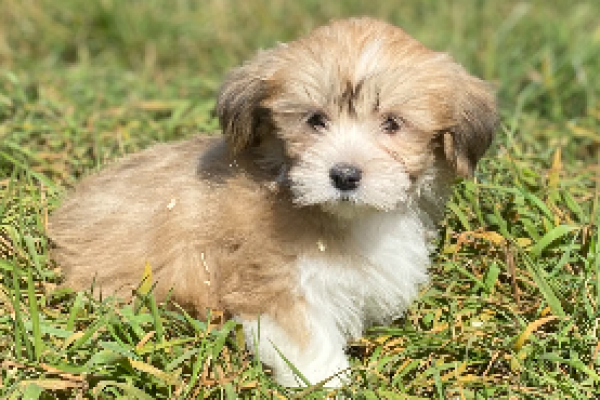 Lhassa apso