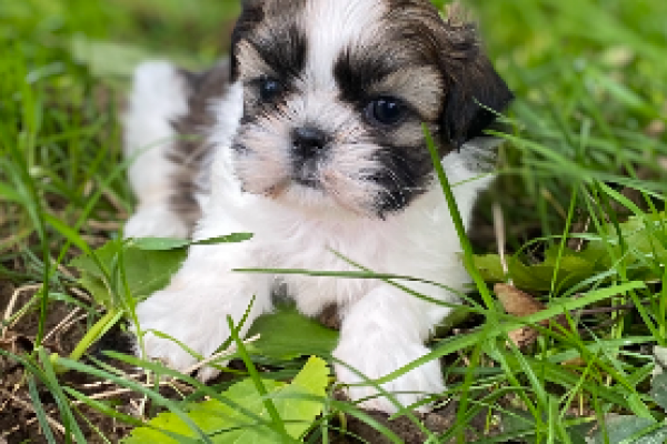 Shih Tzu