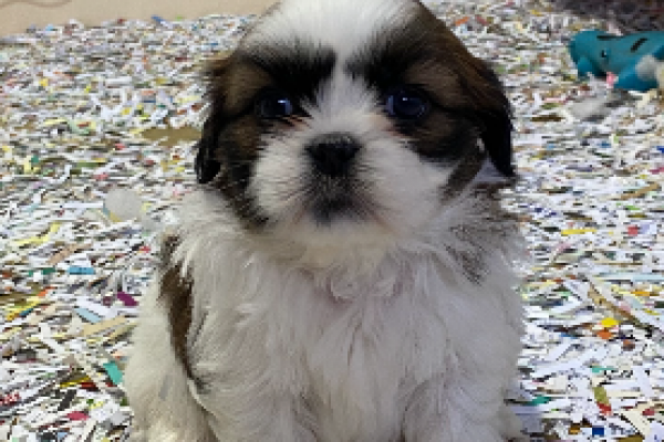 Lhassa Apso