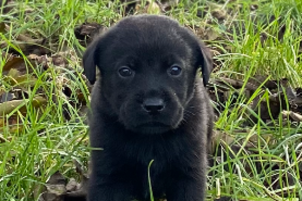 Labrador