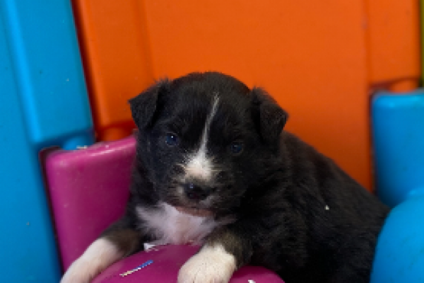 Berger Americain Miniature