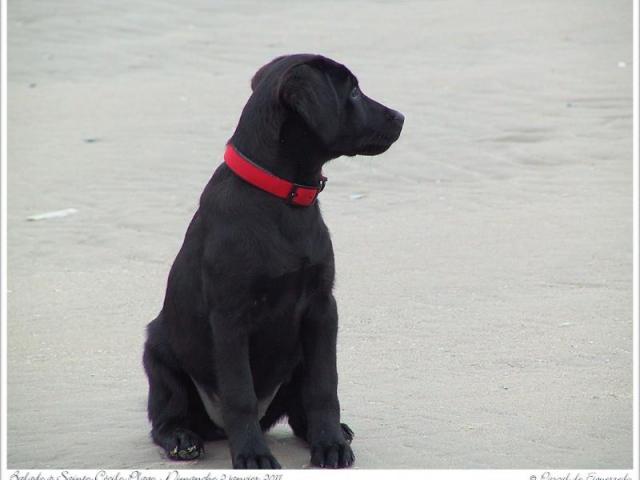 labrador