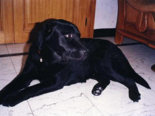 labrador