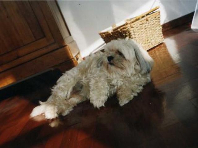 lhassa apso