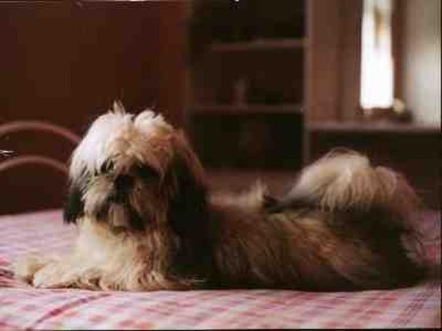 lhassa apso