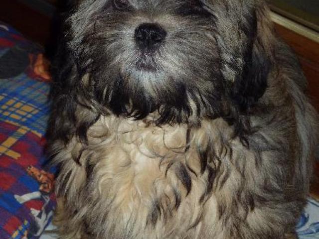 lhassa apso