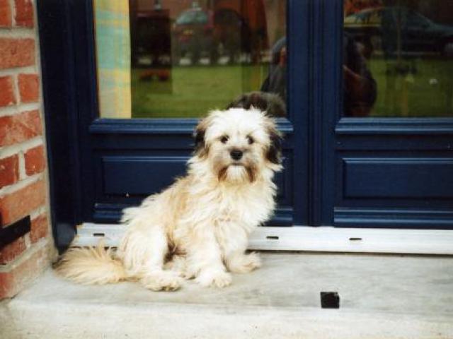 lhassa apso