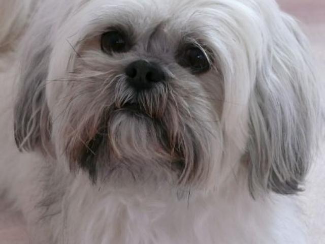 lhassa apso