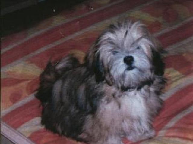 lhassa apso