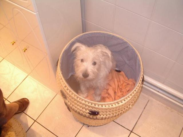 west-highland white terrier (westie)