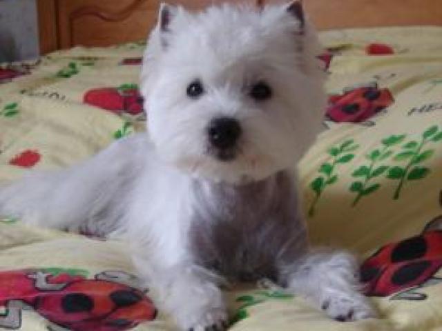 west-highland white terrier (westie)