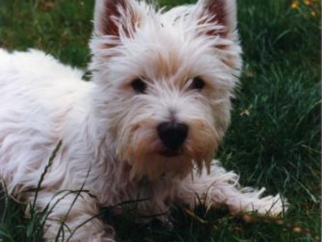 west-highland white terrier (westie)