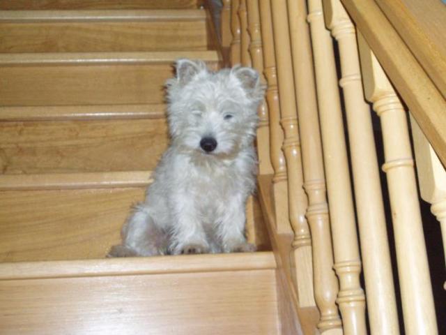 west-highland white terrier (westie)