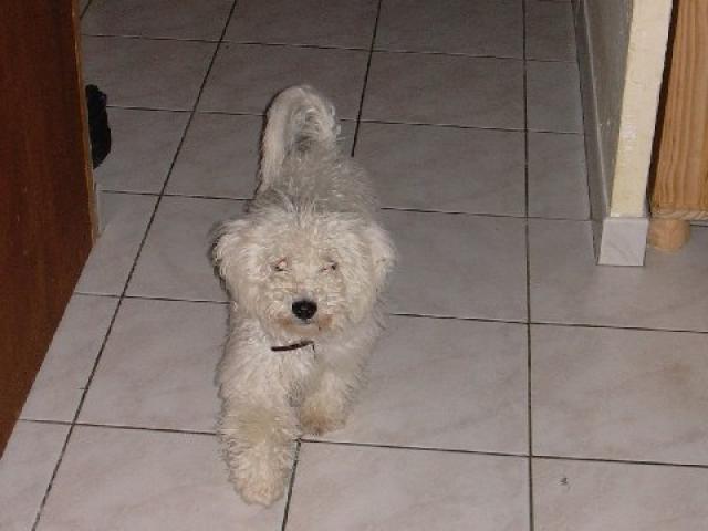 bichon frisé