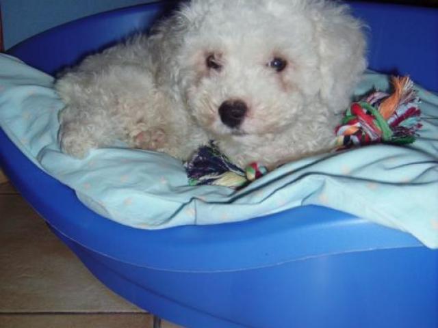 bichon frisé