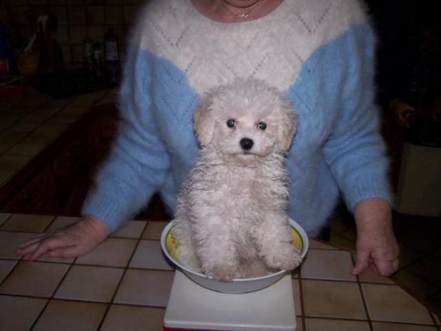 bichon frisé