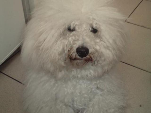 bichon frisé
