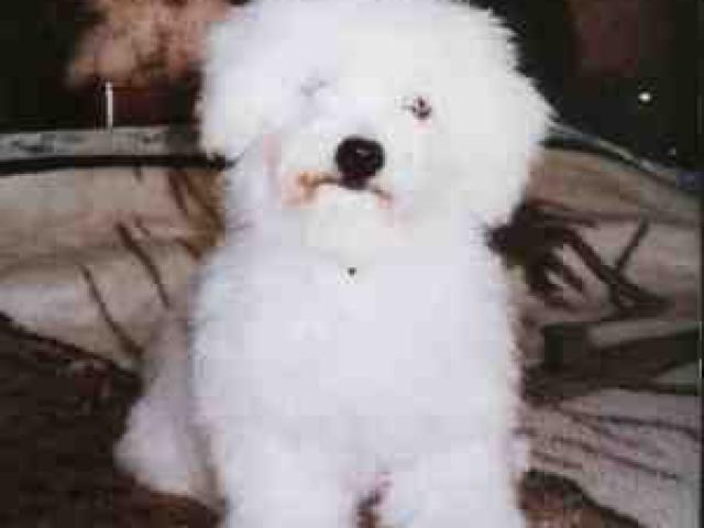 bichon frisé