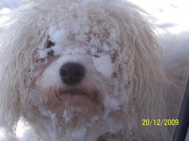 bichon frisé