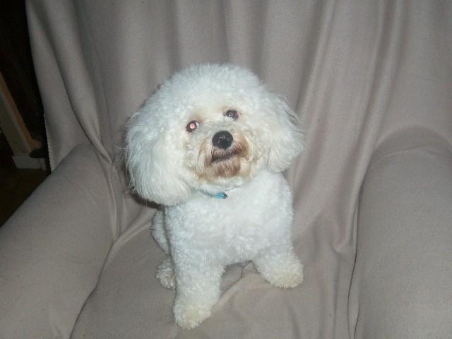 bichon frisé