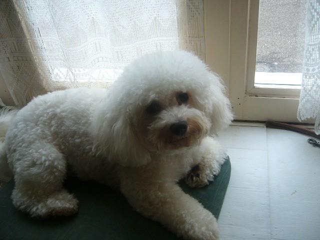 bichon frisé