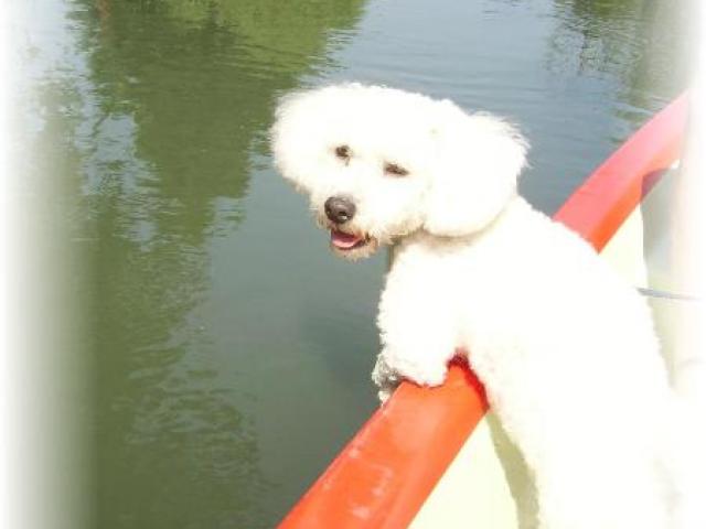 bichon frisé