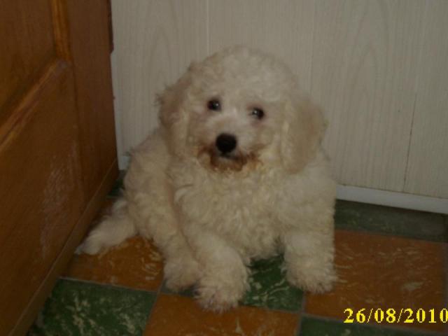 bichon frisé