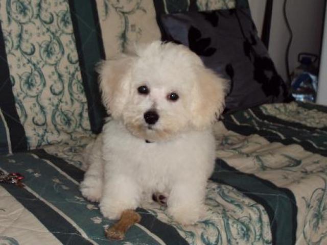 bichon frisé