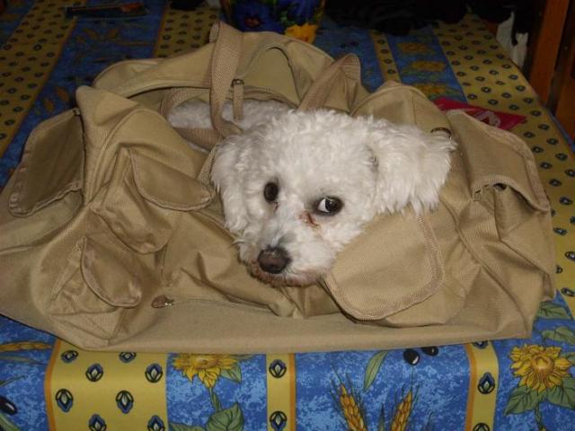 bichon frisé