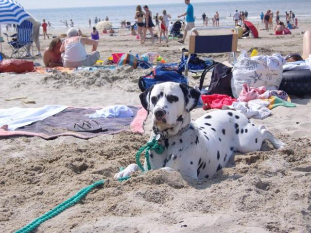 dalmatien