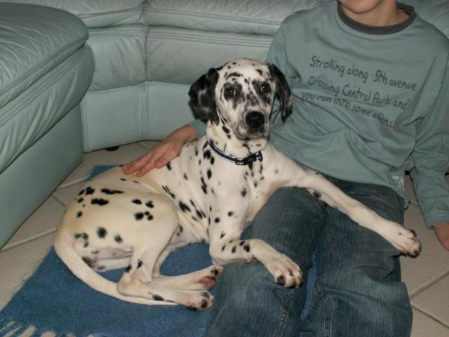 dalmatien