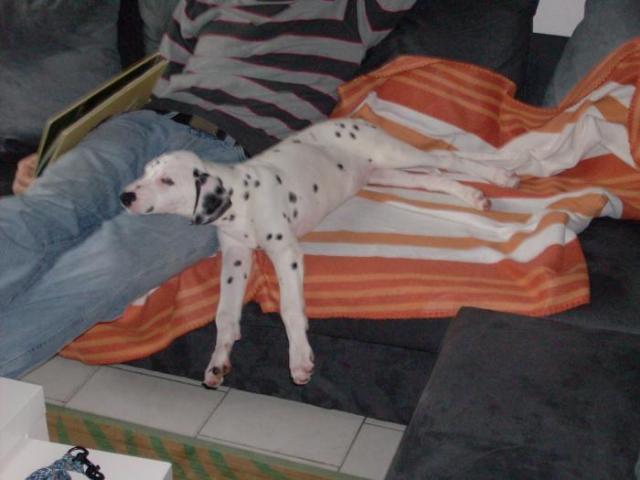 dalmatien