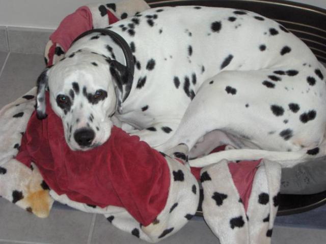 dalmatien
