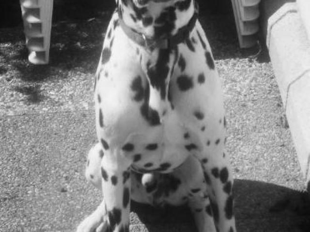 dalmatien