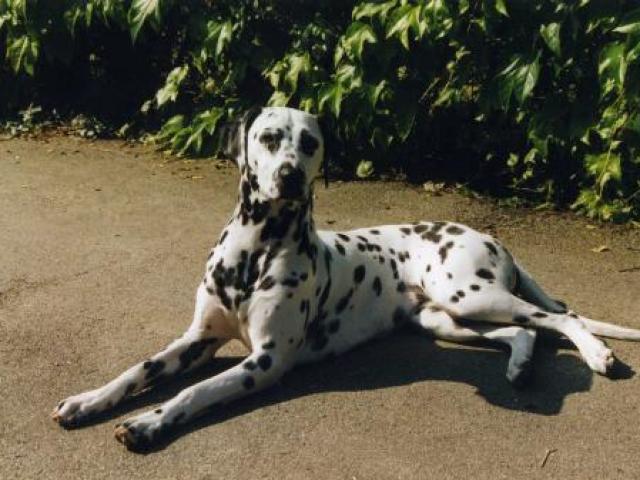 dalmatien