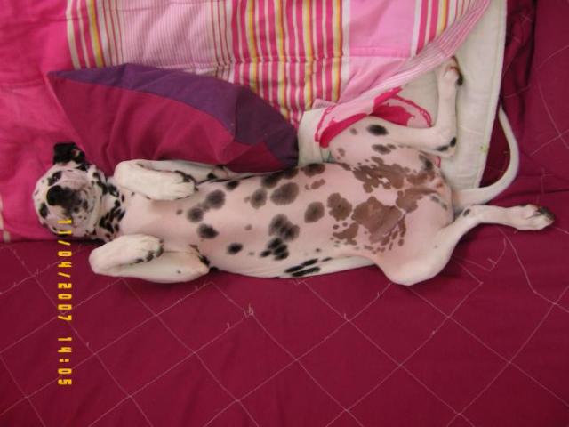 dalmatien
