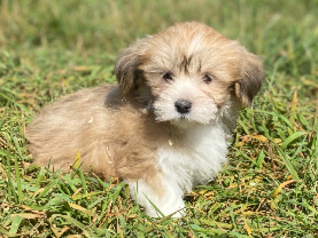 Lhassa apso