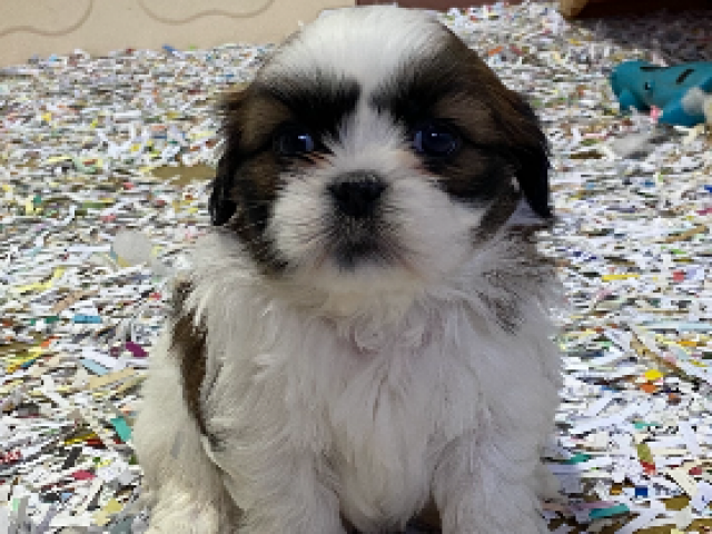 Lhassa Apso