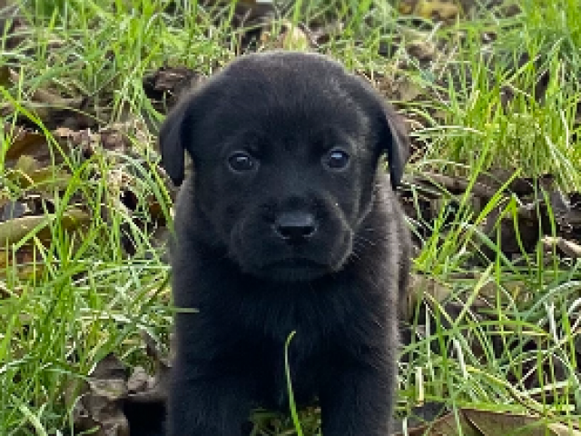 Labrador