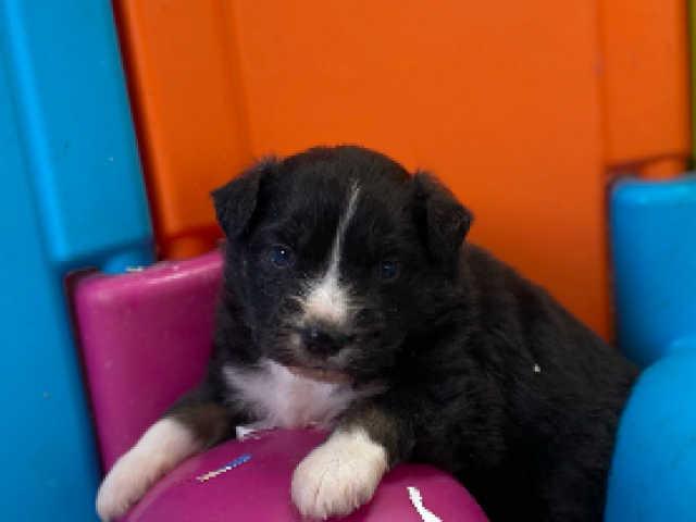 Berger Americain Miniature