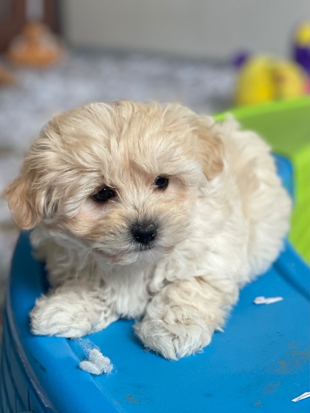 Maltipoo
