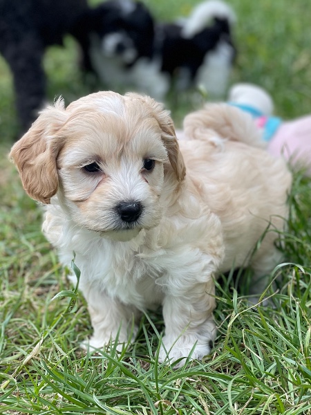 Maltipoo