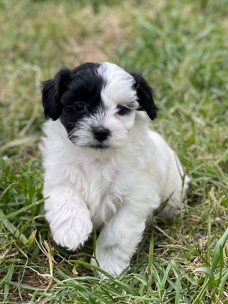 Maltipoo