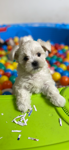 Bichon Maltais