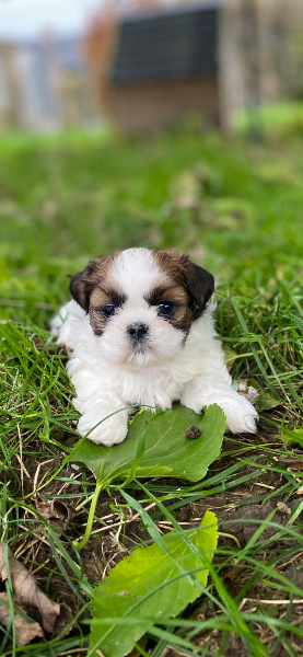 Shih Tzu